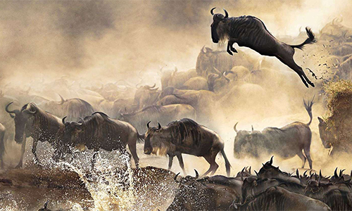 2-days-masai-mara-national-reserve-air-package