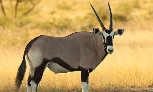 3-days-meru-national-park