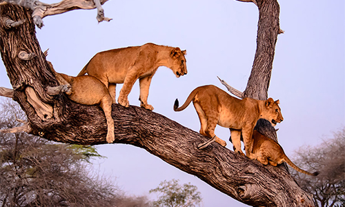 5-days-lake-manyara-ngorongoro-serengeti