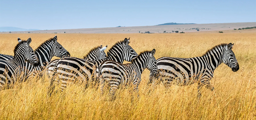 7-days-maasai-mara-lake-nakuru-amboseli