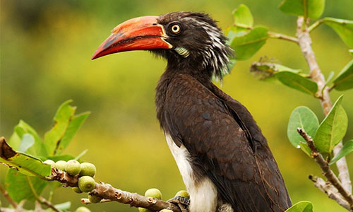 8-days-bird-watchers-paradise