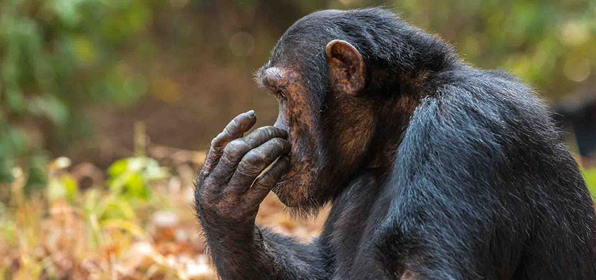 full-day-trip-to-the-chimpanzees-sanctuary