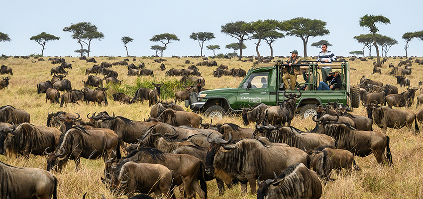 wildbeest-migration-non-resident-offers-2023